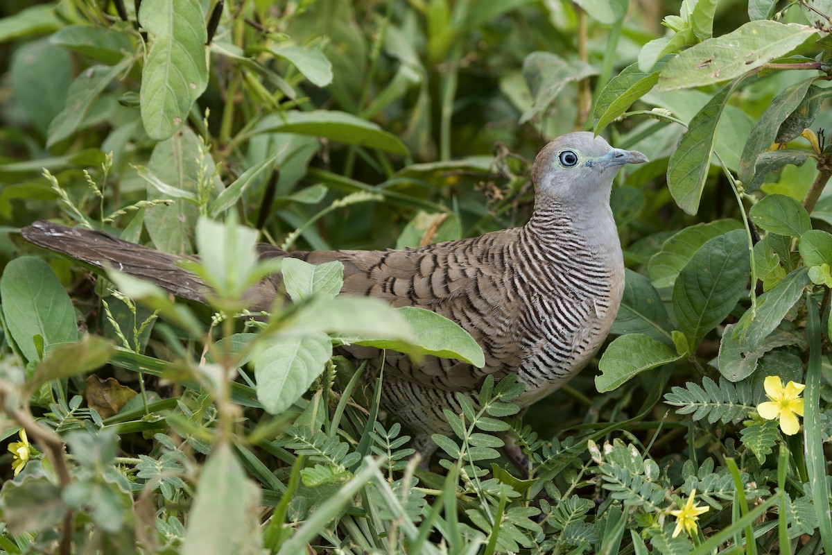 Zebra Dove - ML642521030