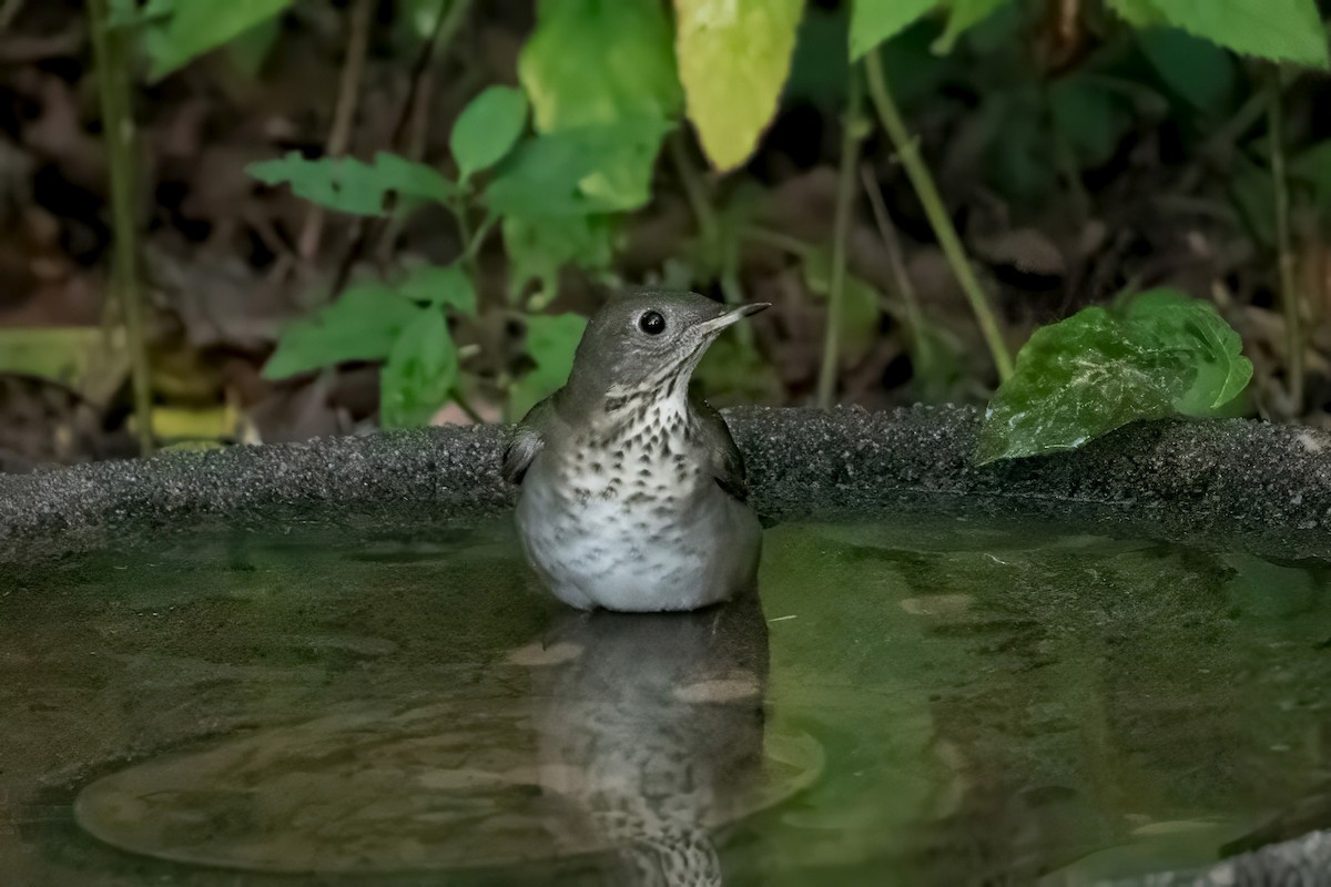 Gray-cheeked Thrush - ML642521067