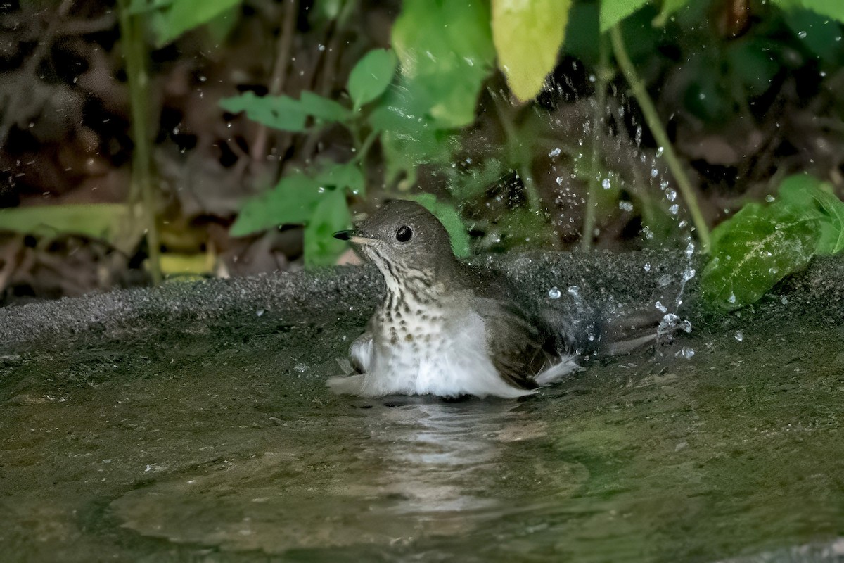 Gray-cheeked Thrush - ML642521068