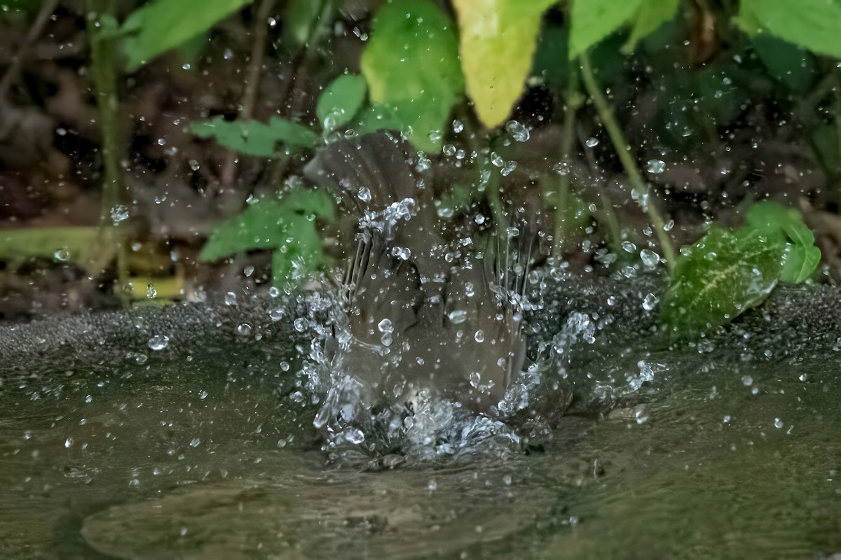 Gray-cheeked Thrush - ML642521072