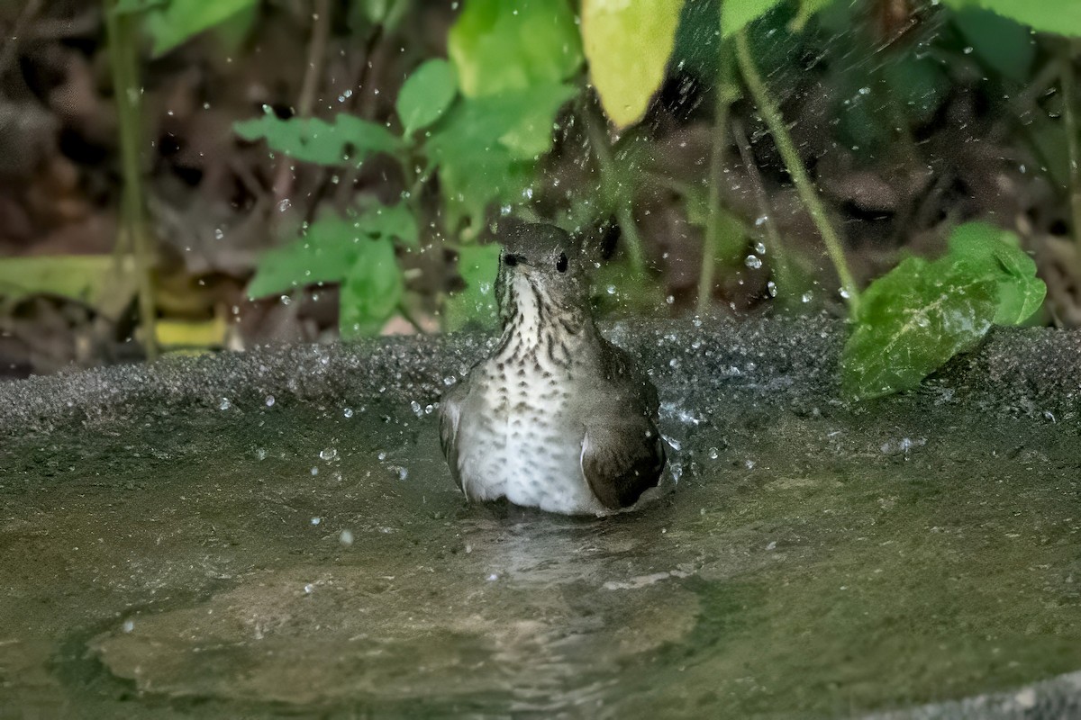 Gray-cheeked Thrush - ML642521073