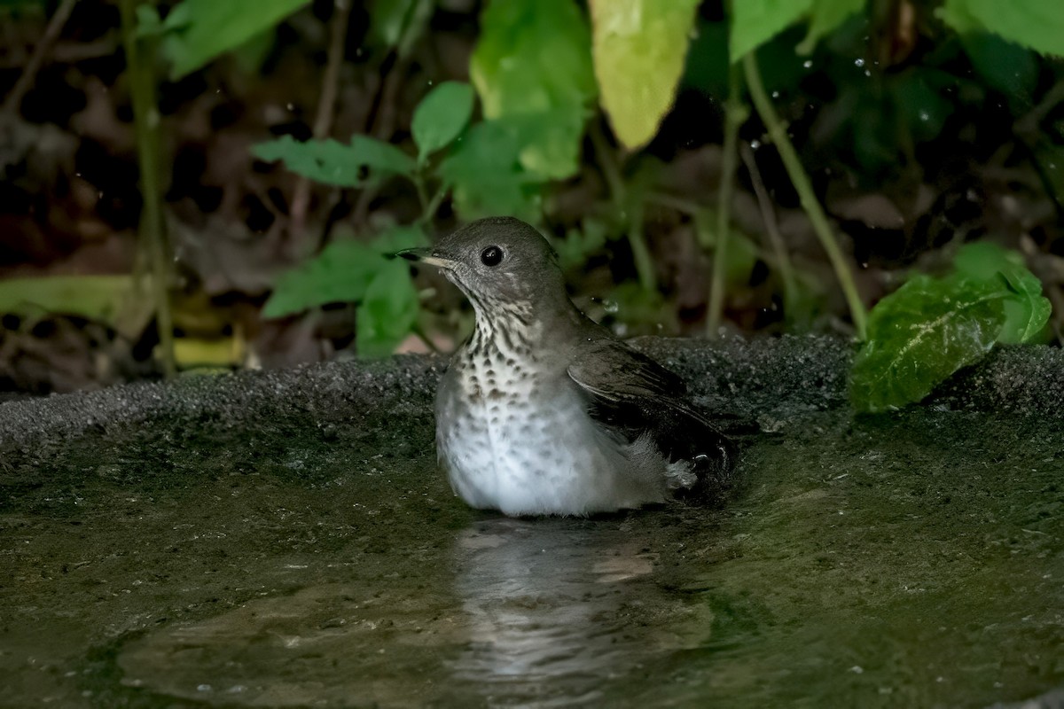Gray-cheeked Thrush - ML642521075
