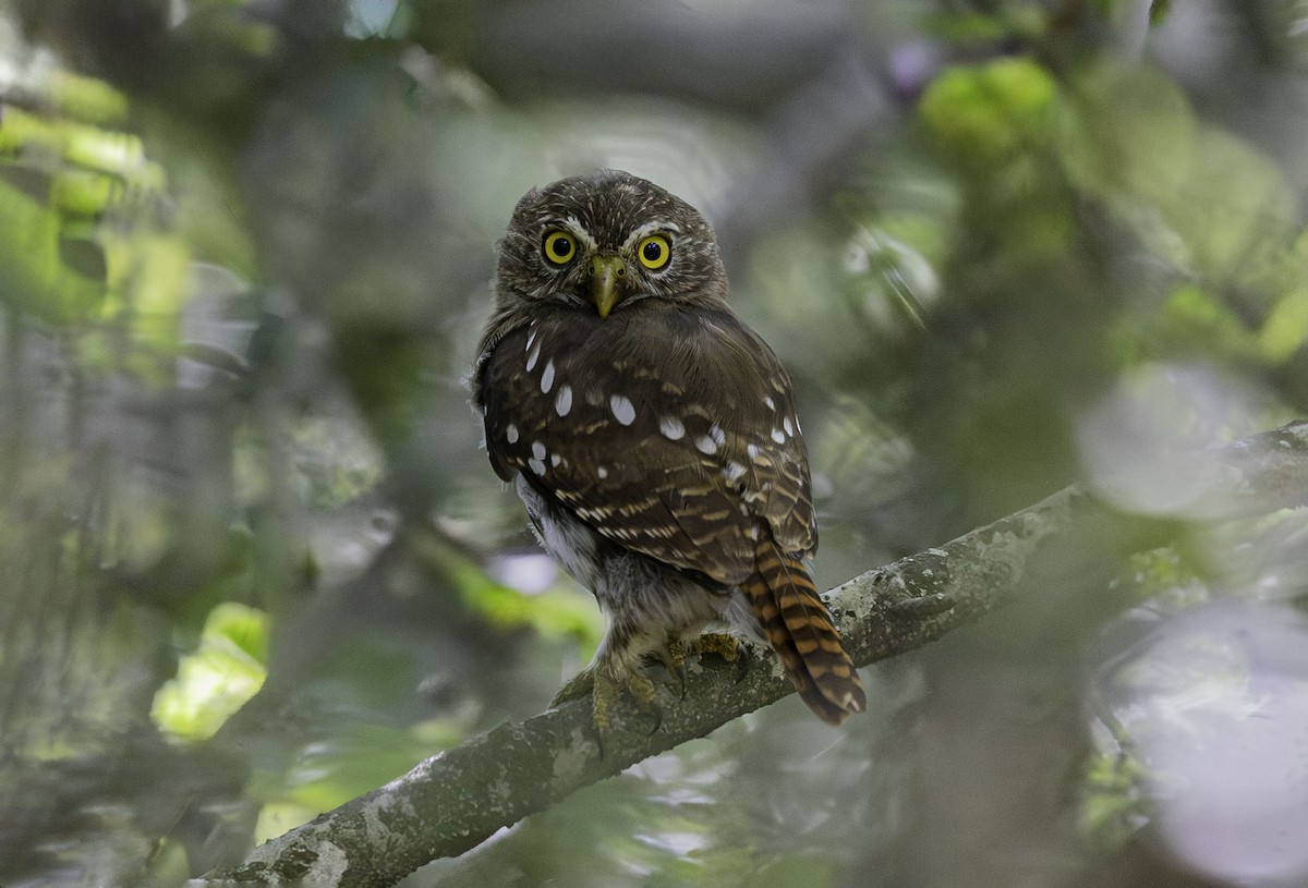 Ferruginous Pygmy-Owl - ML642521081