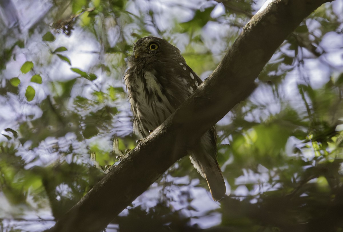 Ferruginous Pygmy-Owl - ML642521082