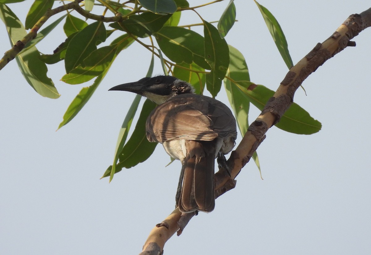 Silver-crowned Friarbird - ML642521096