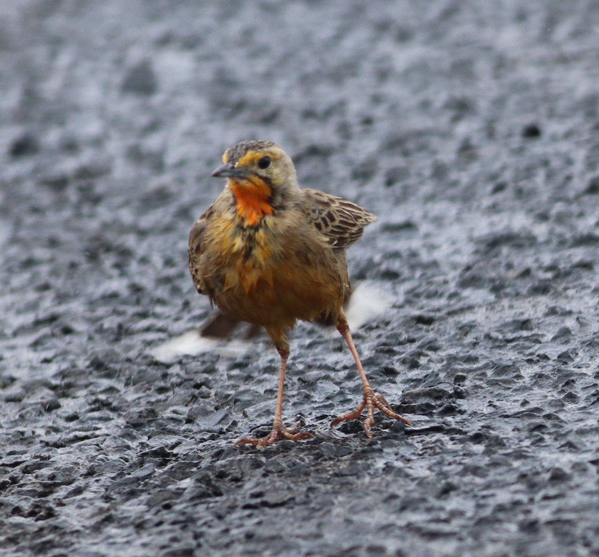 Orange-throated Longclaw - ML642521105