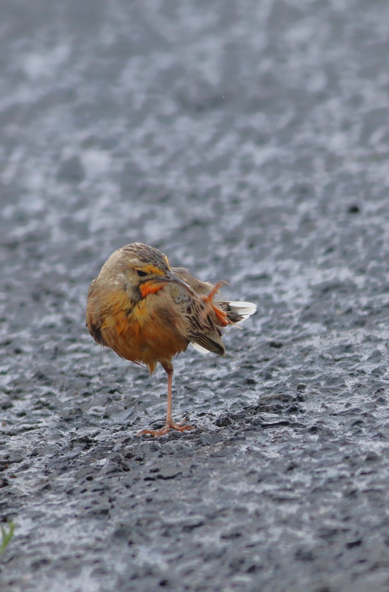 Orange-throated Longclaw - ML642521106