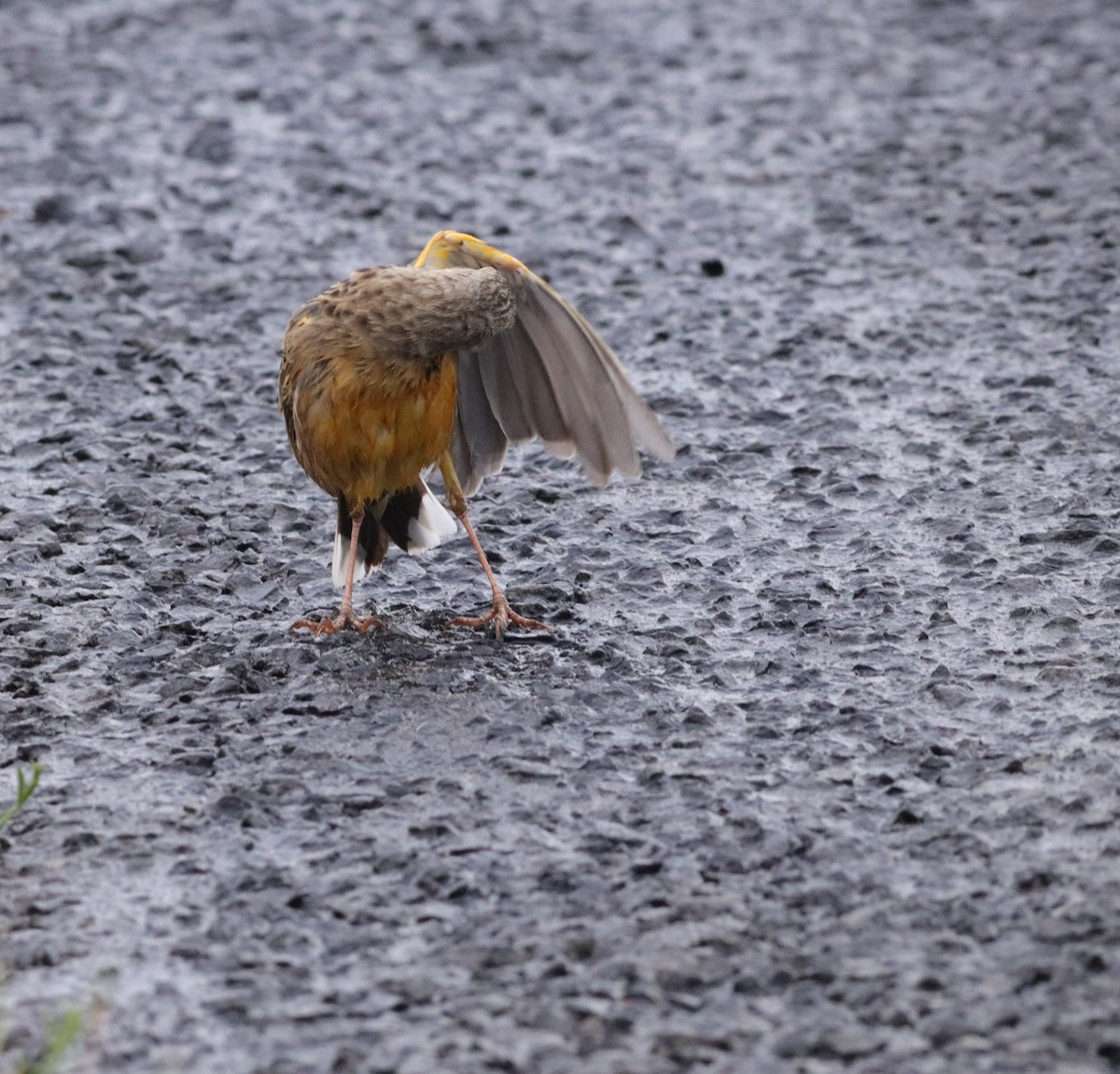 Orange-throated Longclaw - ML642521107