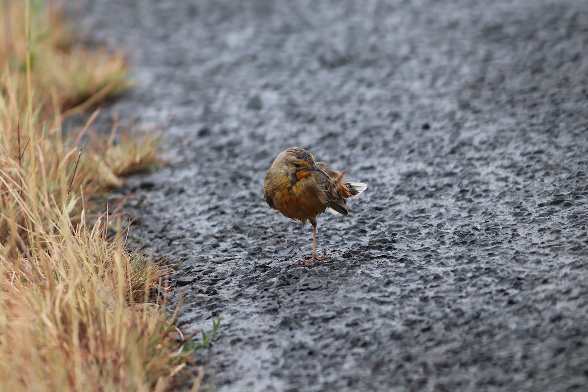 Orange-throated Longclaw - ML642521108