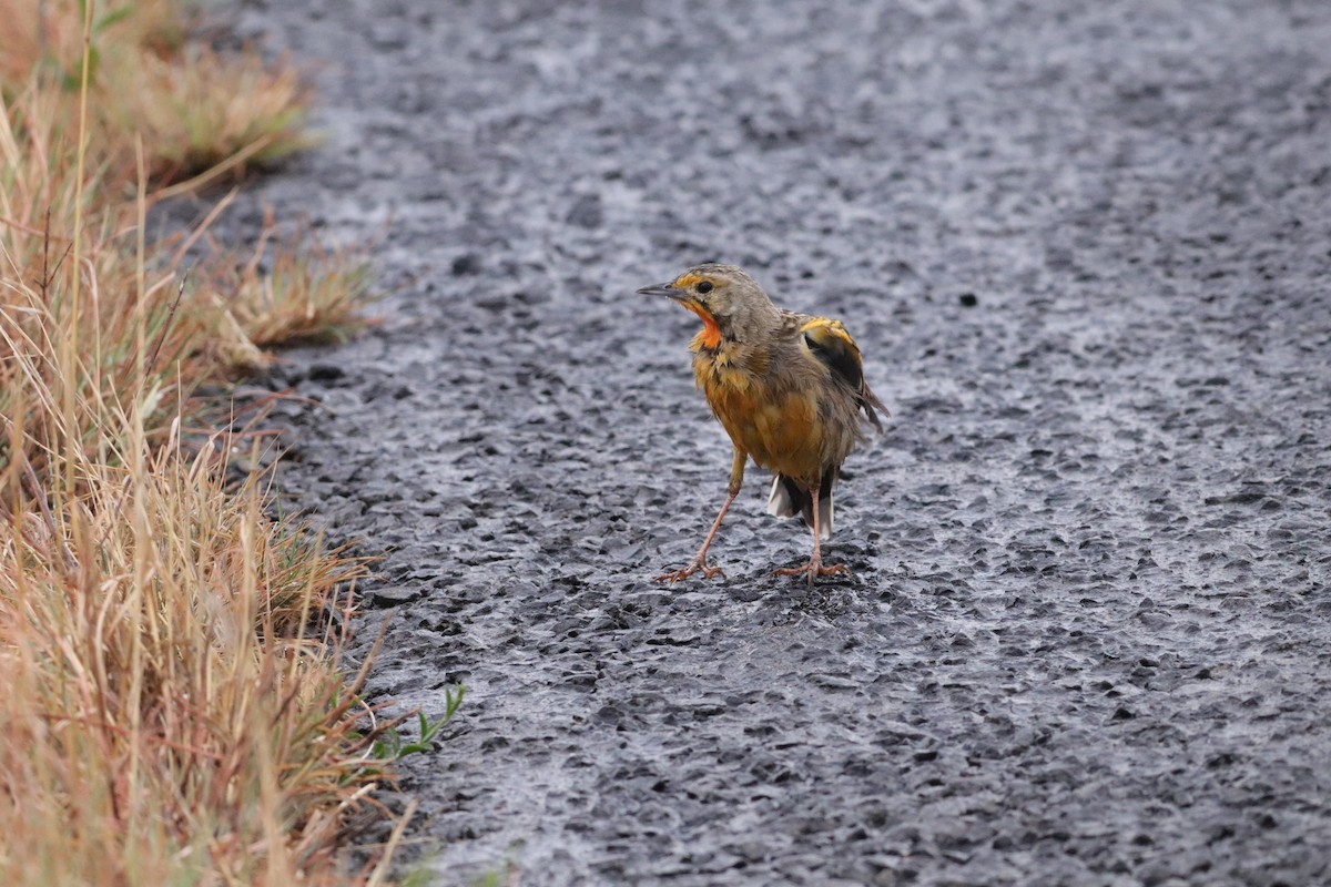 Orange-throated Longclaw - ML642521109