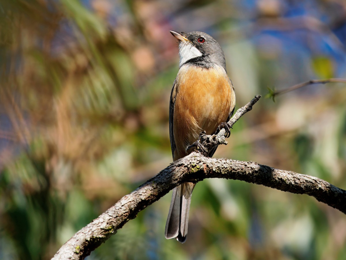 Rufous Whistler - ML642521150