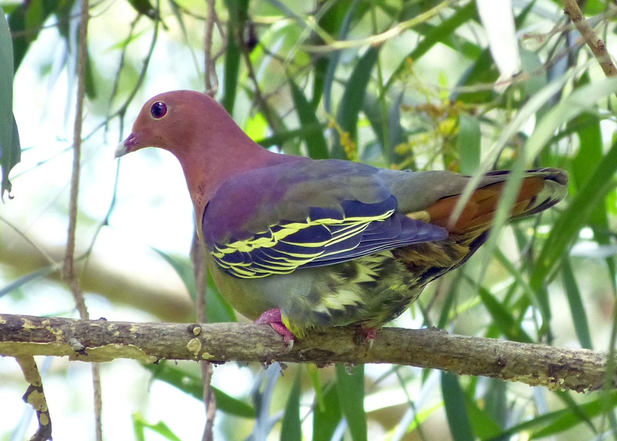 Cinnamon-headed Green-Pigeon - ML642521154