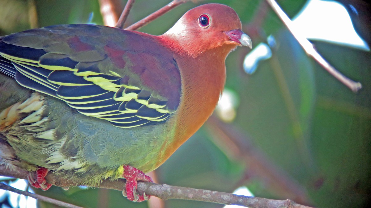 Cinnamon-headed Green-Pigeon - ML642521155