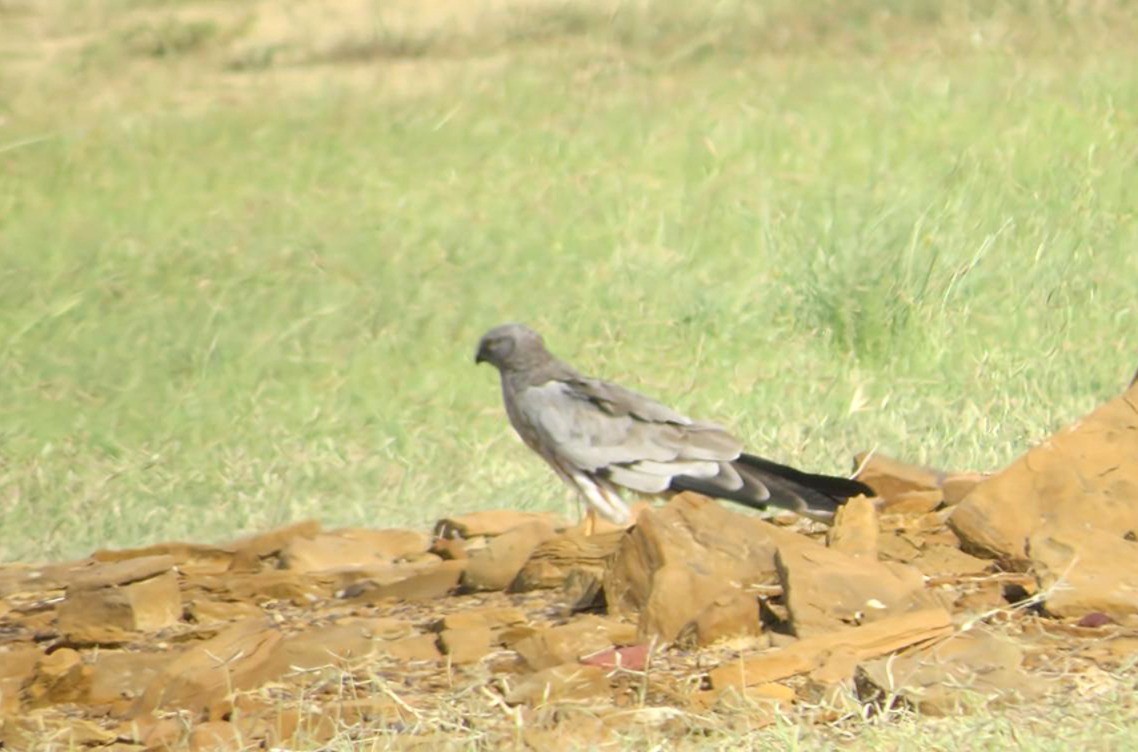 ヒメハイイロチュウヒ - ML642521157