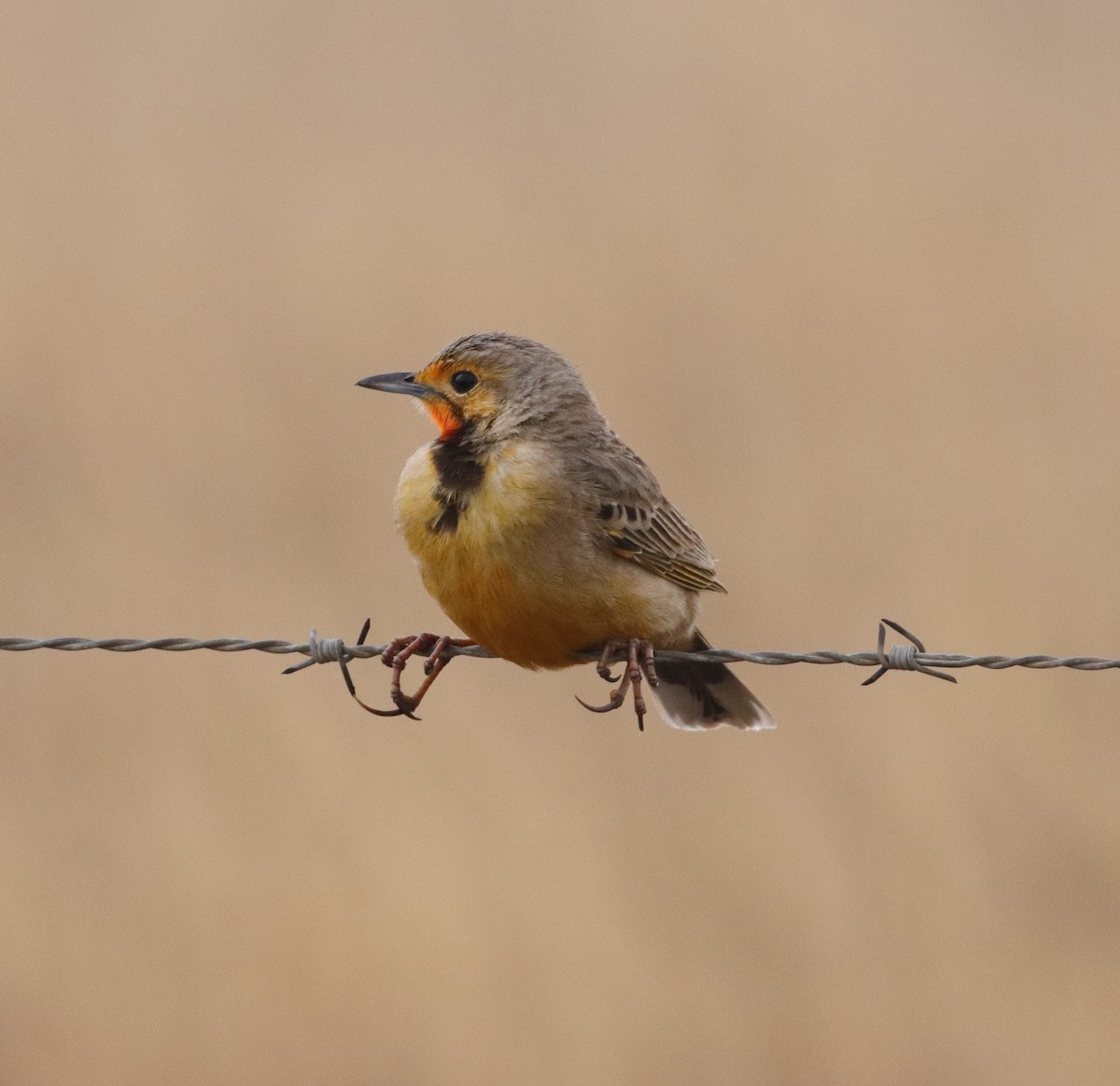 Orange-throated Longclaw - ML642521166