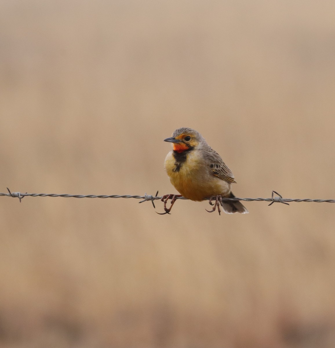 Orange-throated Longclaw - ML642521167