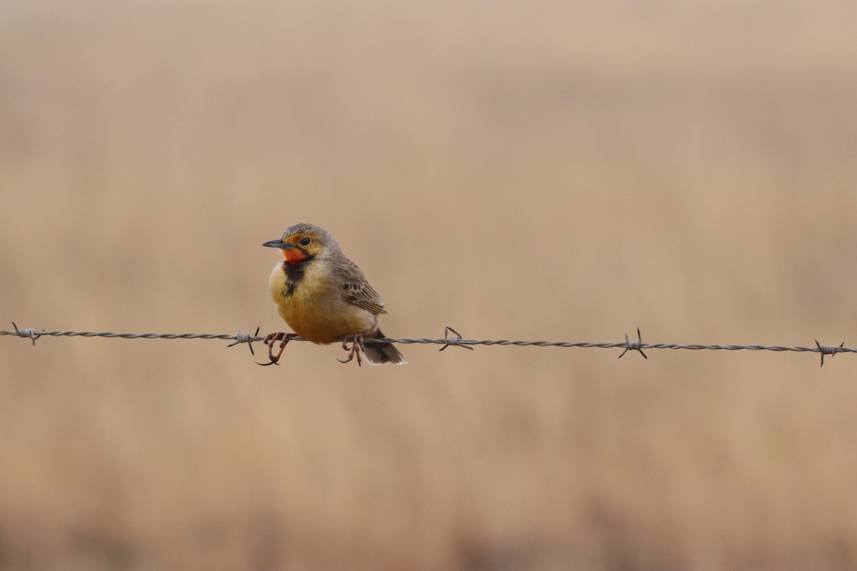 Orange-throated Longclaw - ML642521168