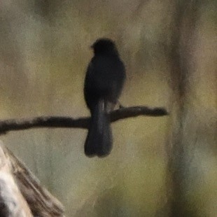 White-winged Chough - ML642521177