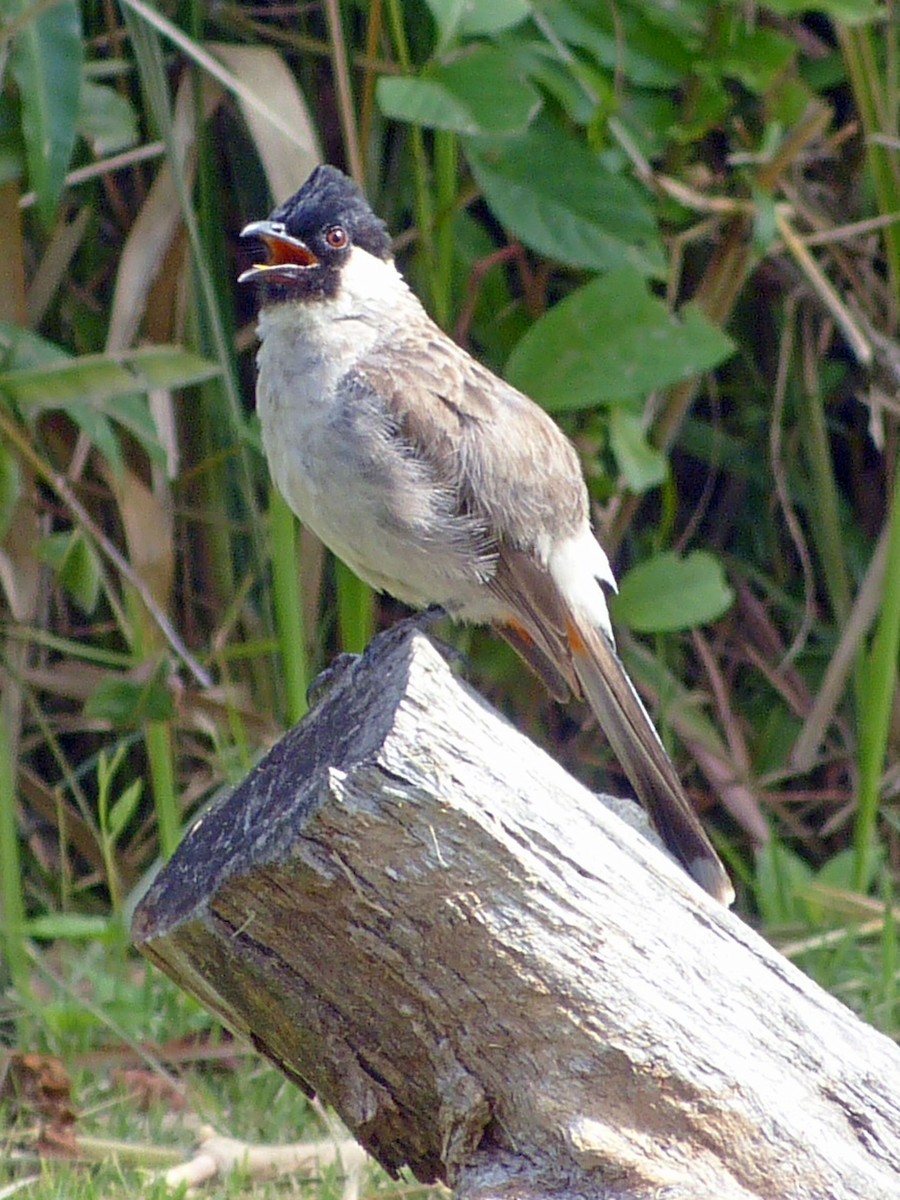 Bulbul Ventridorado - ML642521186