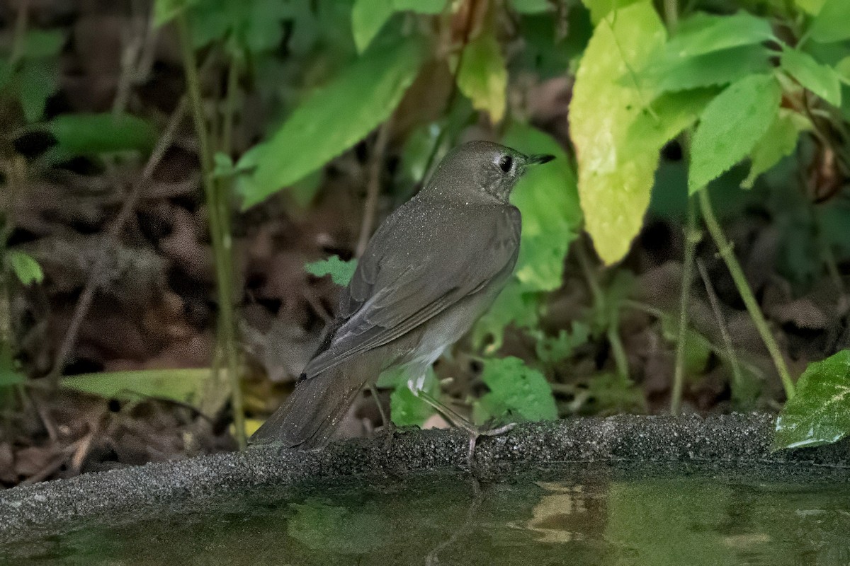 Gray-cheeked Thrush - ML642521205