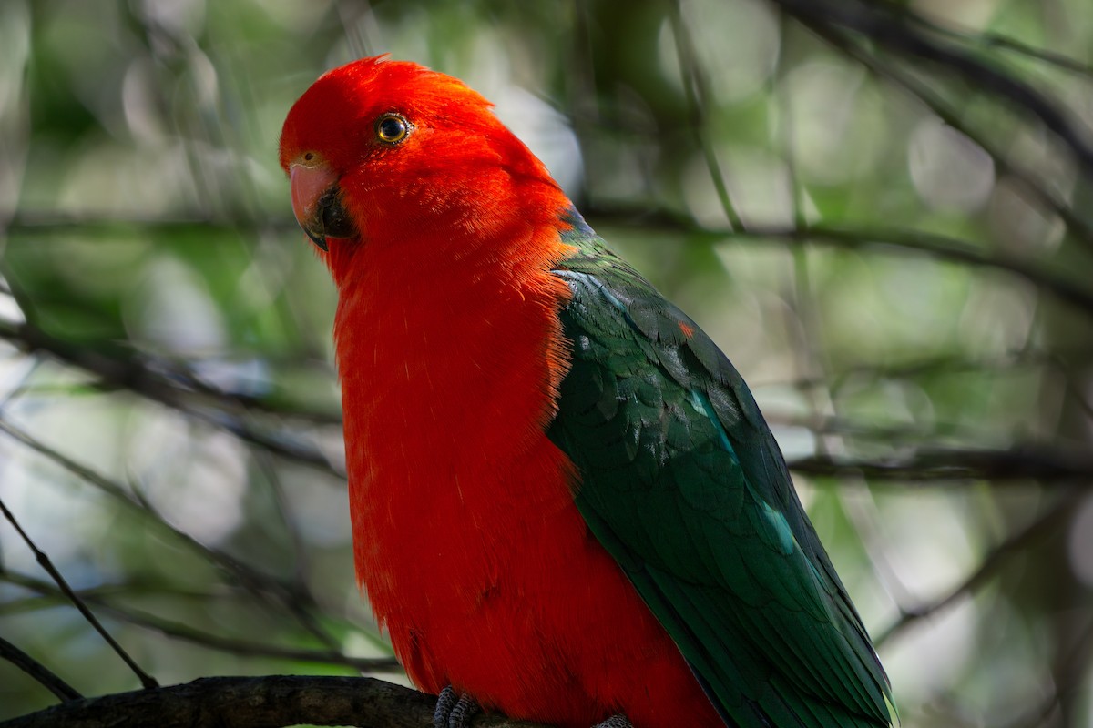 papouškovec královský - ML642521255