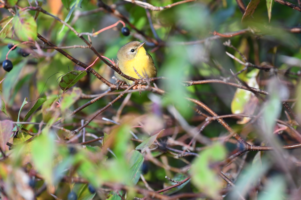 Common Yellowthroat - ML642521257