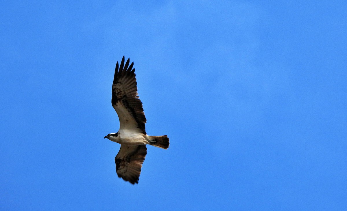 Osprey - ML642521259