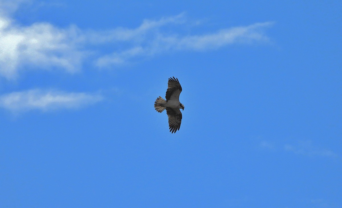 Osprey - ML642521260