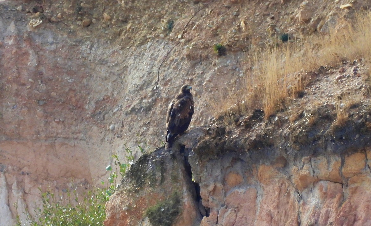 Golden Eagle - ML642521266