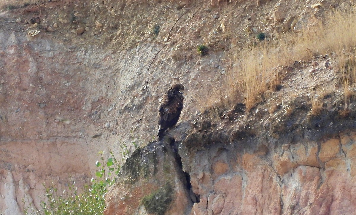 Golden Eagle - ML642521267