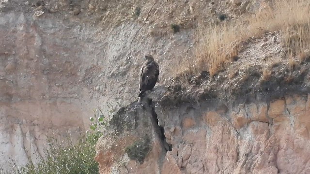 Golden Eagle - ML642521275