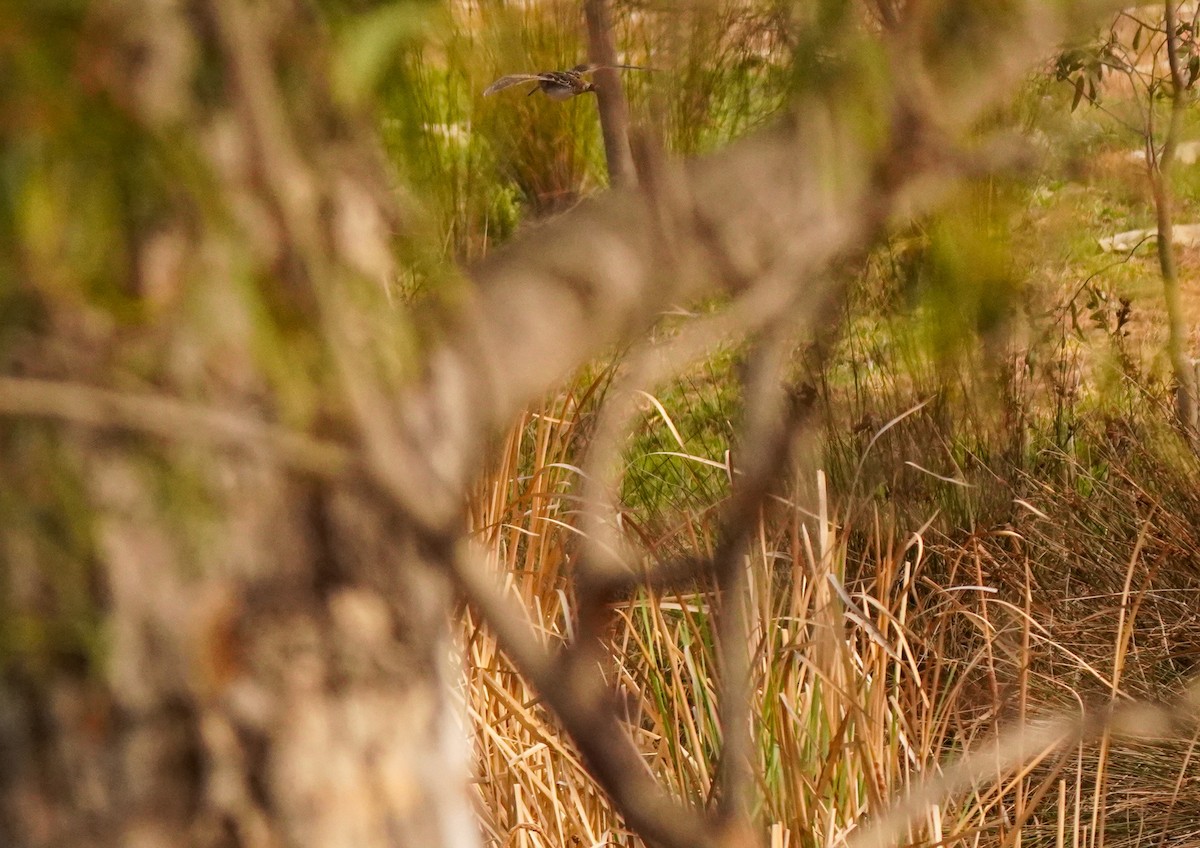 Latham's Snipe - ML642521277