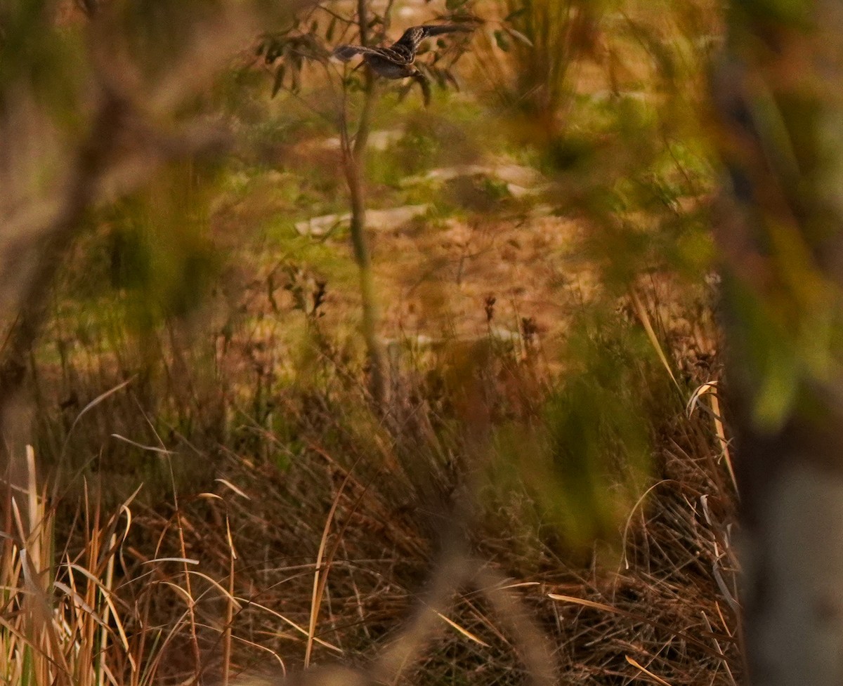 Latham's Snipe - ML642521278