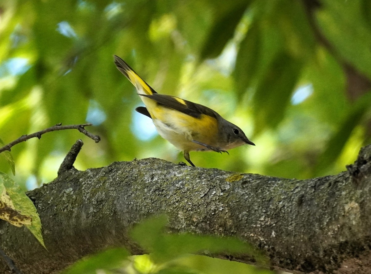 American Redstart - ML642521360