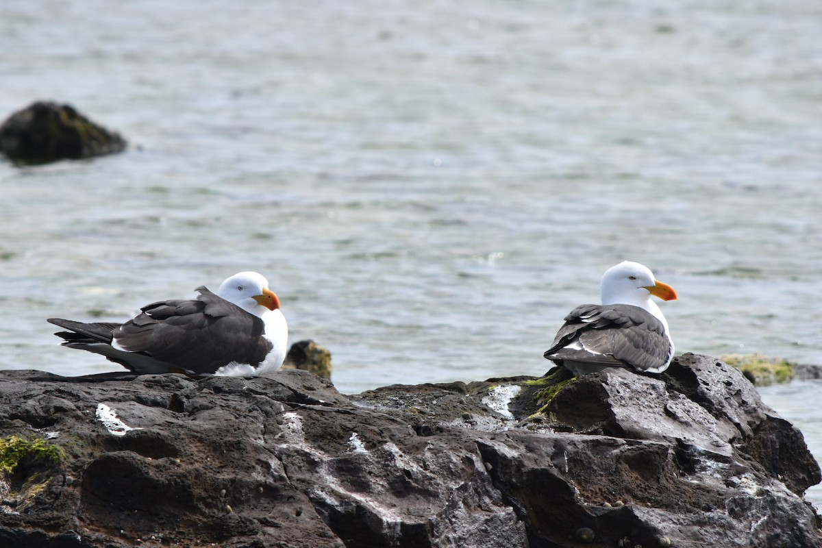 Pacific Gull - ML642521442