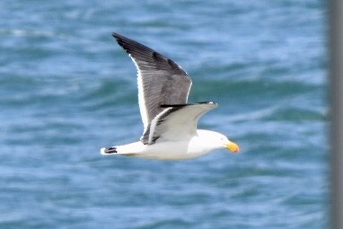 Pacific Gull - ML642521443