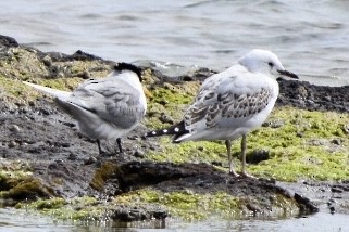 Great Crested Tern - ML642521455