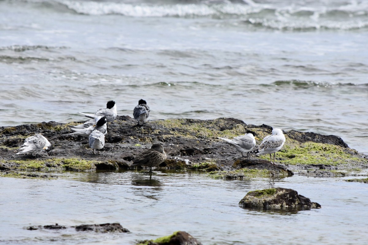 Great Crested Tern - ML642521456
