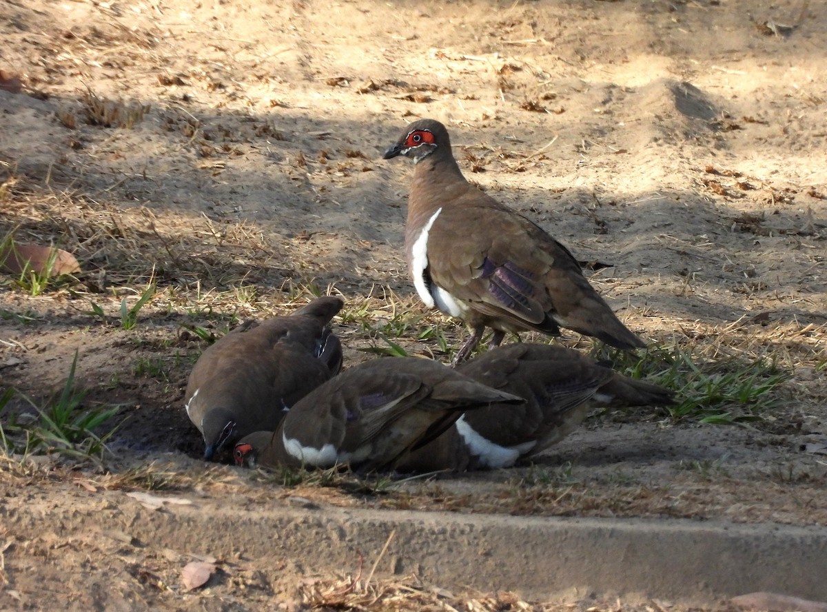 Partridge Pigeon - ML642521457