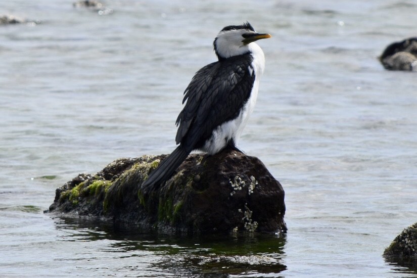 Little Pied Cormorant - ML642521460