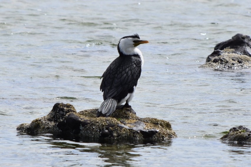 Little Pied Cormorant - ML642521461