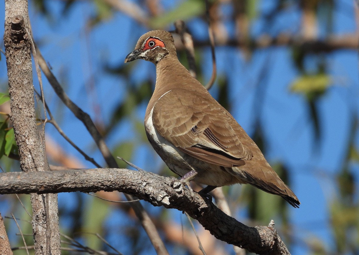 Partridge Pigeon - ML642521465