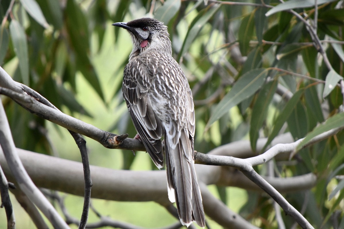 Red Wattlebird - ML642521473