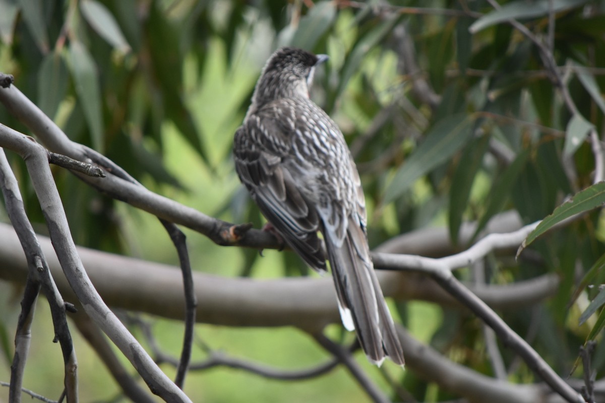 Red Wattlebird - ML642521474