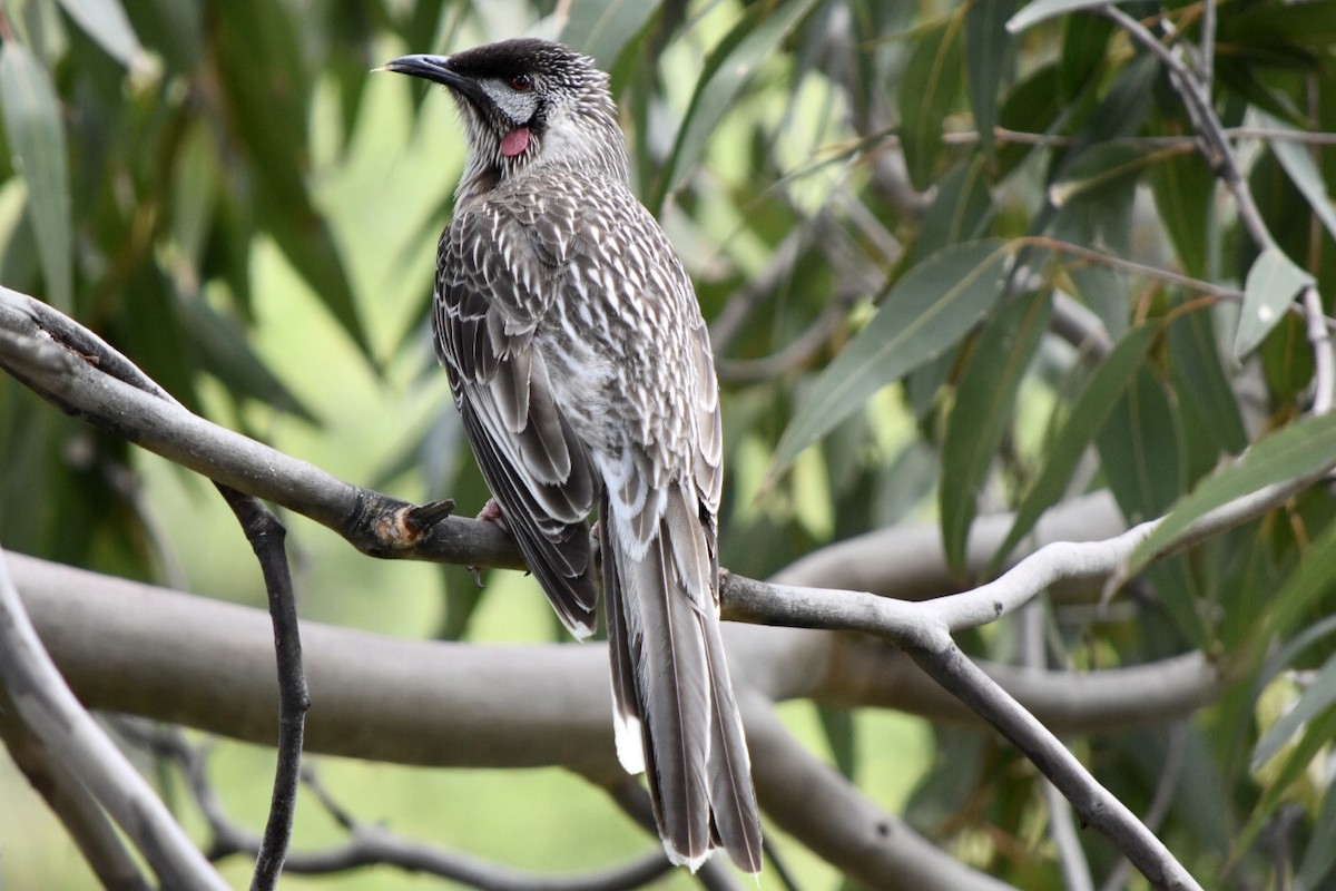 Red Wattlebird - ML642521475