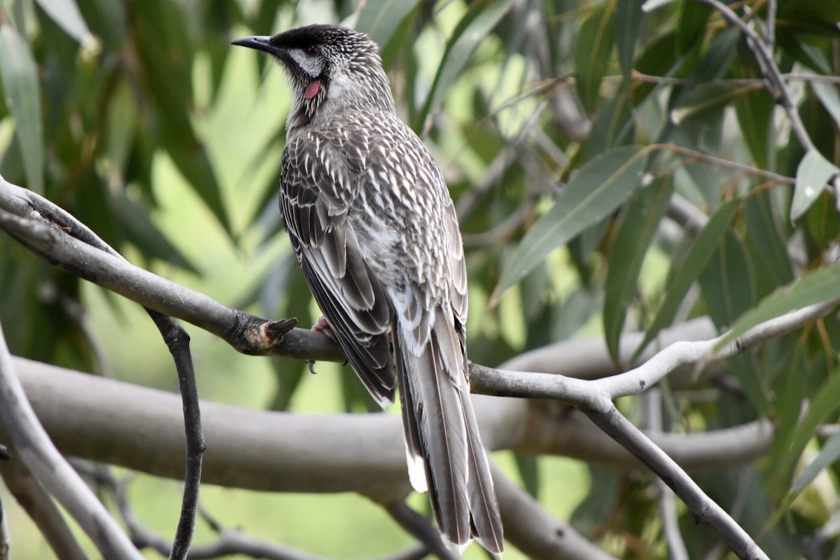 Red Wattlebird - ML642521476