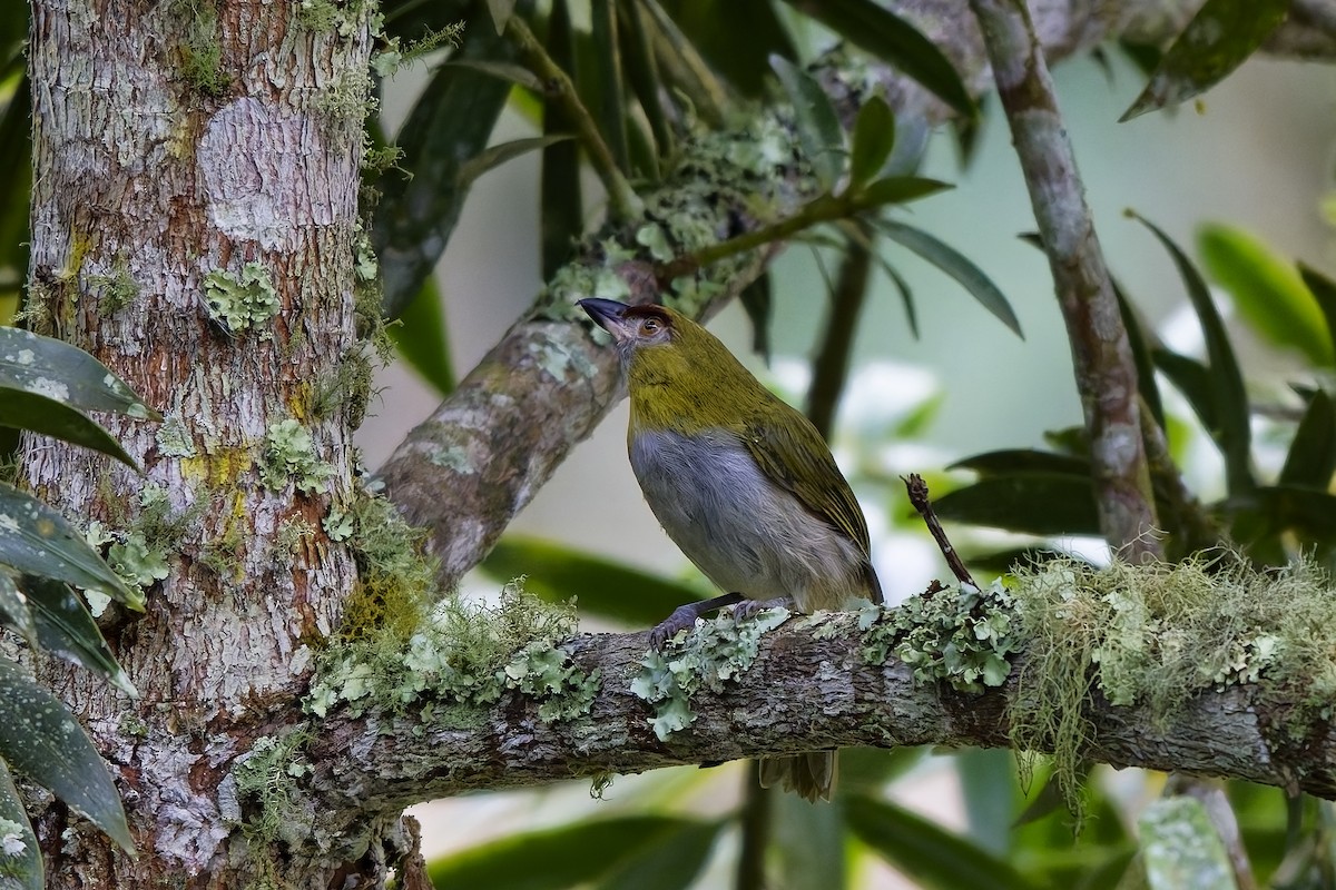 Black-billed Peppershrike - ML642521477