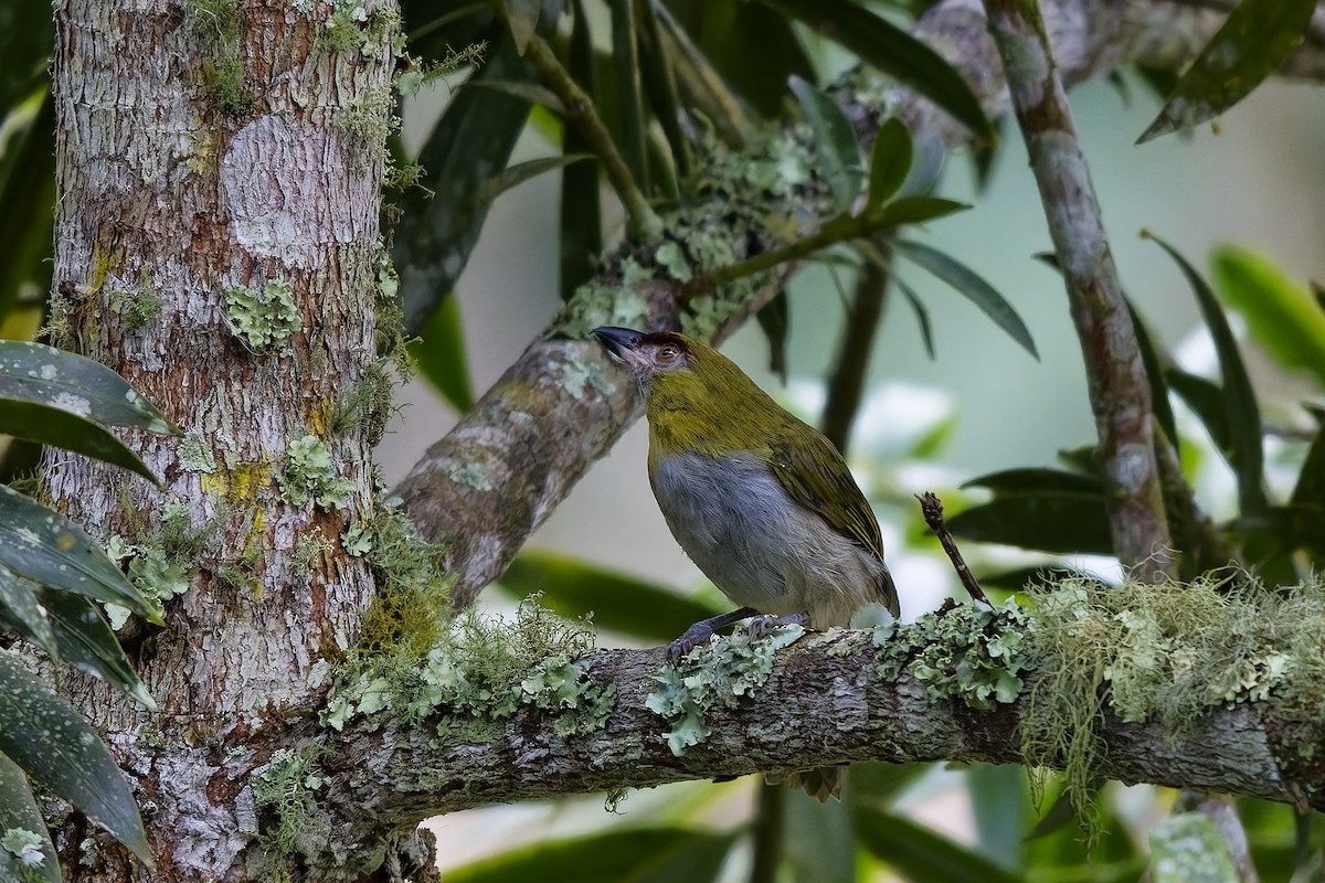 Black-billed Peppershrike - ML642521478