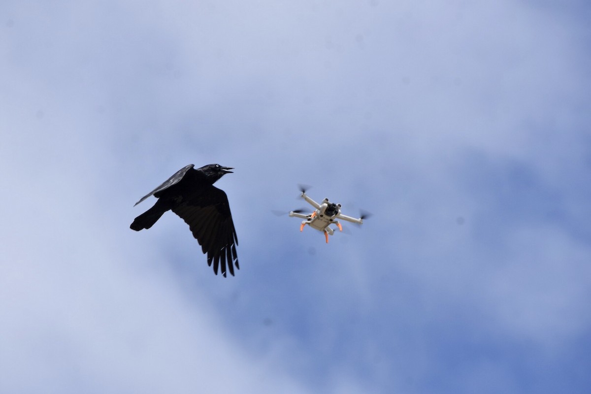 Little Raven - ML642521481