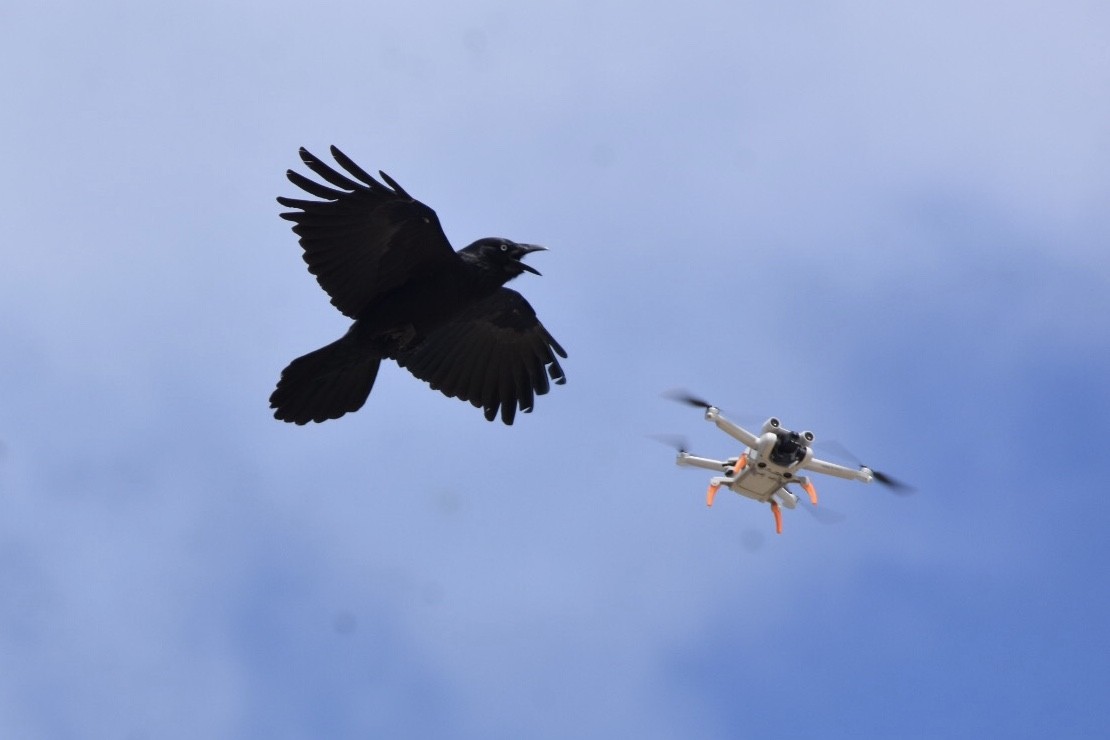 Little Raven - ML642521482